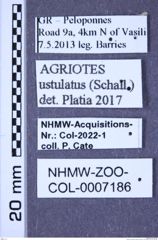 Etiketten zu Agriotes ustulatus (Schaller, 1783) (NHMW-ZOO-COL-0007186)